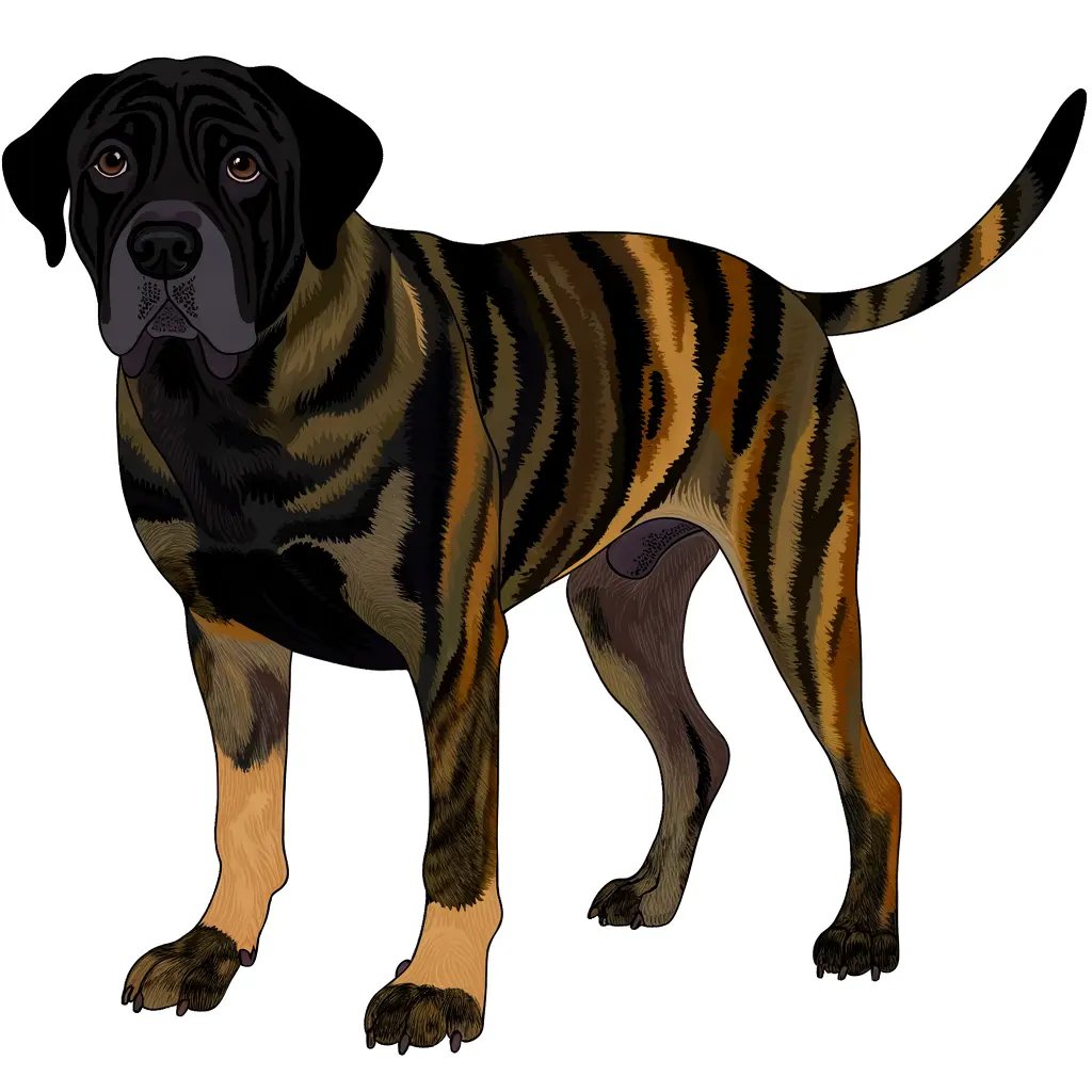 Mountain Cur