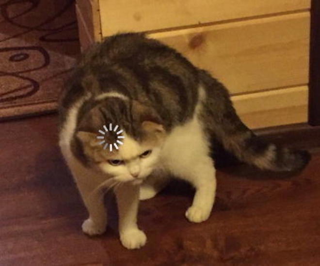 Loading Cat